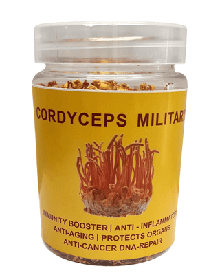Cordyceps Militaris (Dried Whole body) (pack of 3)