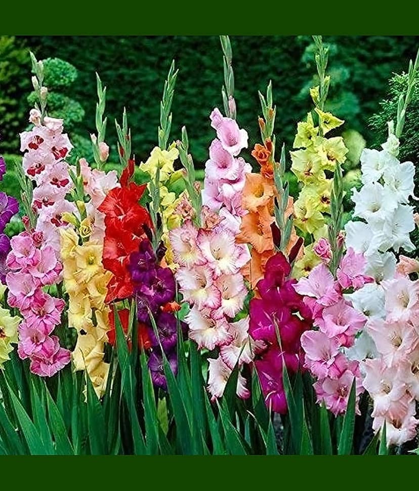 CLASSIC GREEN EARTH - Hollyhock Mixed Flower ( 20 Seeds )