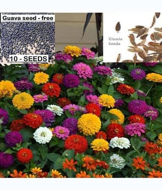 homeagro- Storeflix Flower Seeds (Pack of 50)