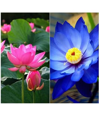 Lotus Flower Mixed Colour Seeds - 10 seed