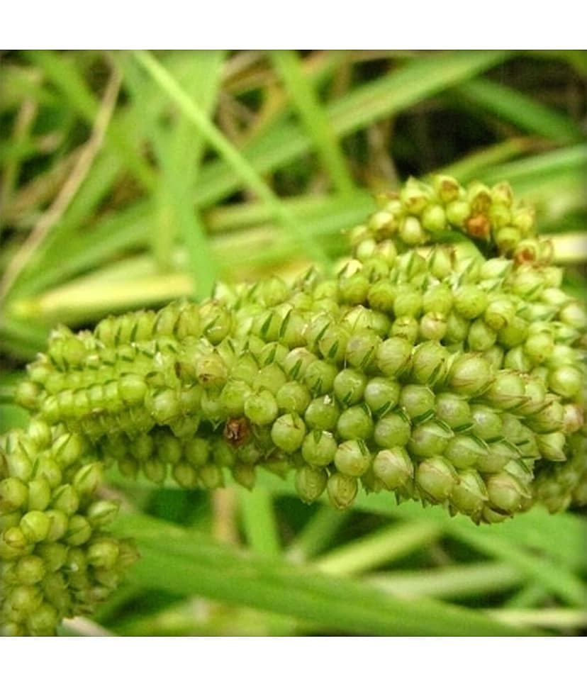 Ekgaon Nachani/Ragi (Finger Millet) 450 gm view 4