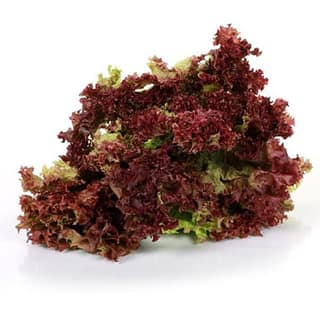 LT Red Romaine Lettuce 1 Kg