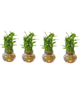 Green plant indoor - Green Wild Artificial Flowers With Pot ( Pack of 4 )