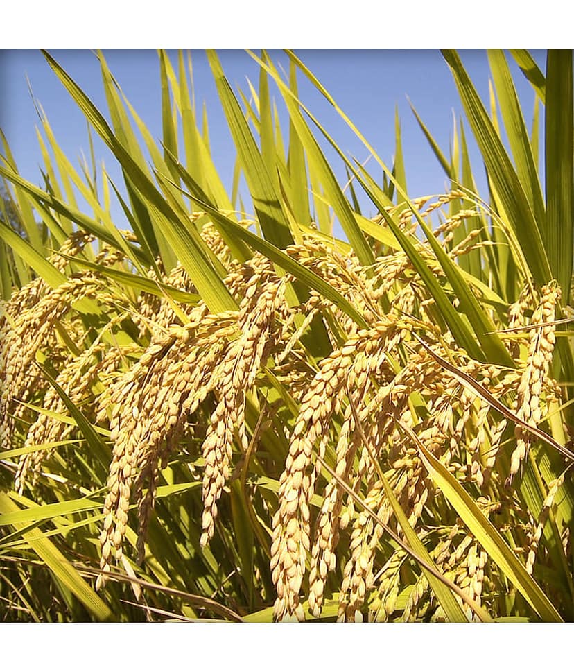 Ekgaon Raw Kaali bhog Rice 950 gm view 3