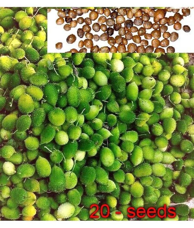 homeagro - Kantola Vegetable ( 20 Seeds )