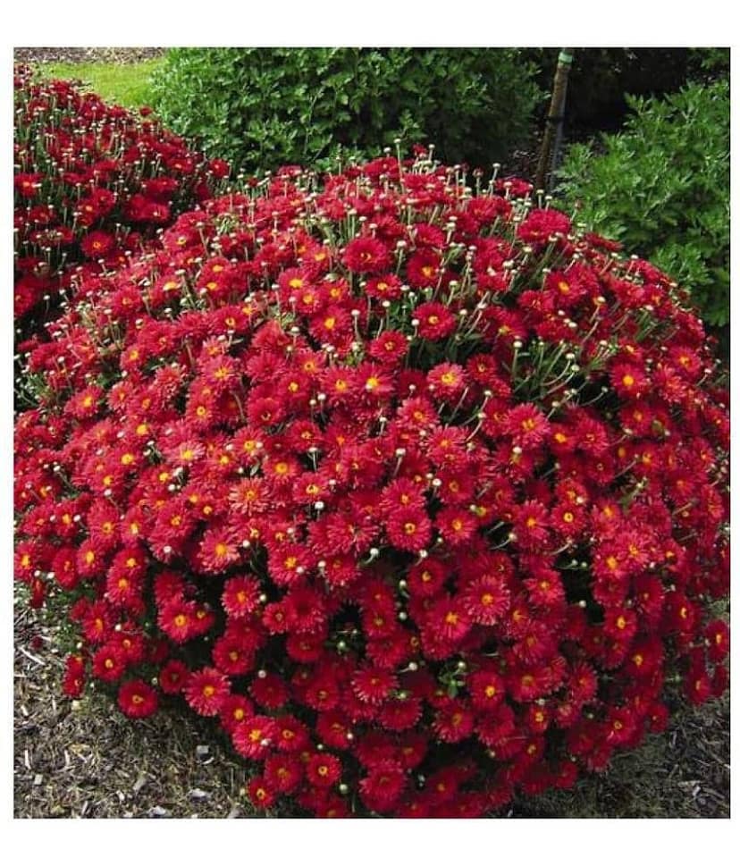 HN organic seed - Chrysanthemum Flower ( 50 Seeds )