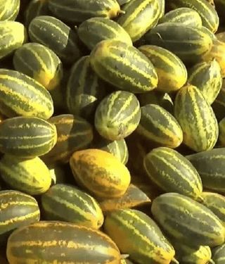 Jignisha Seeds Hybrid Cucumber Vegetable ( 30 Seeds )