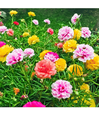 Portulaca mixed hybrid flower seeds (30 Seeds)
