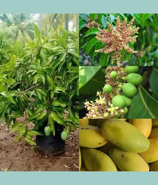Cloud Farm Outdoor Mango Fruit Plant Pack of 1