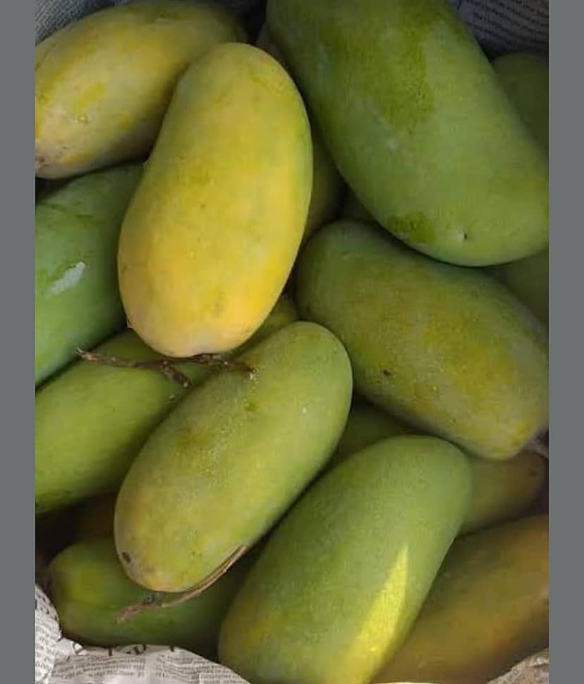 Cloud Farm Outdoor Mango Fruit Plant Pack of 1 view 2