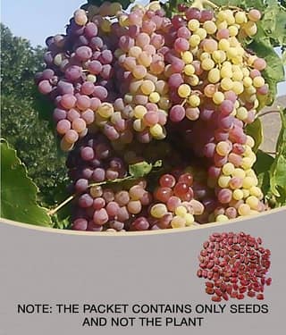 homeagro - Black Grape Fruit ( 20 Seeds )