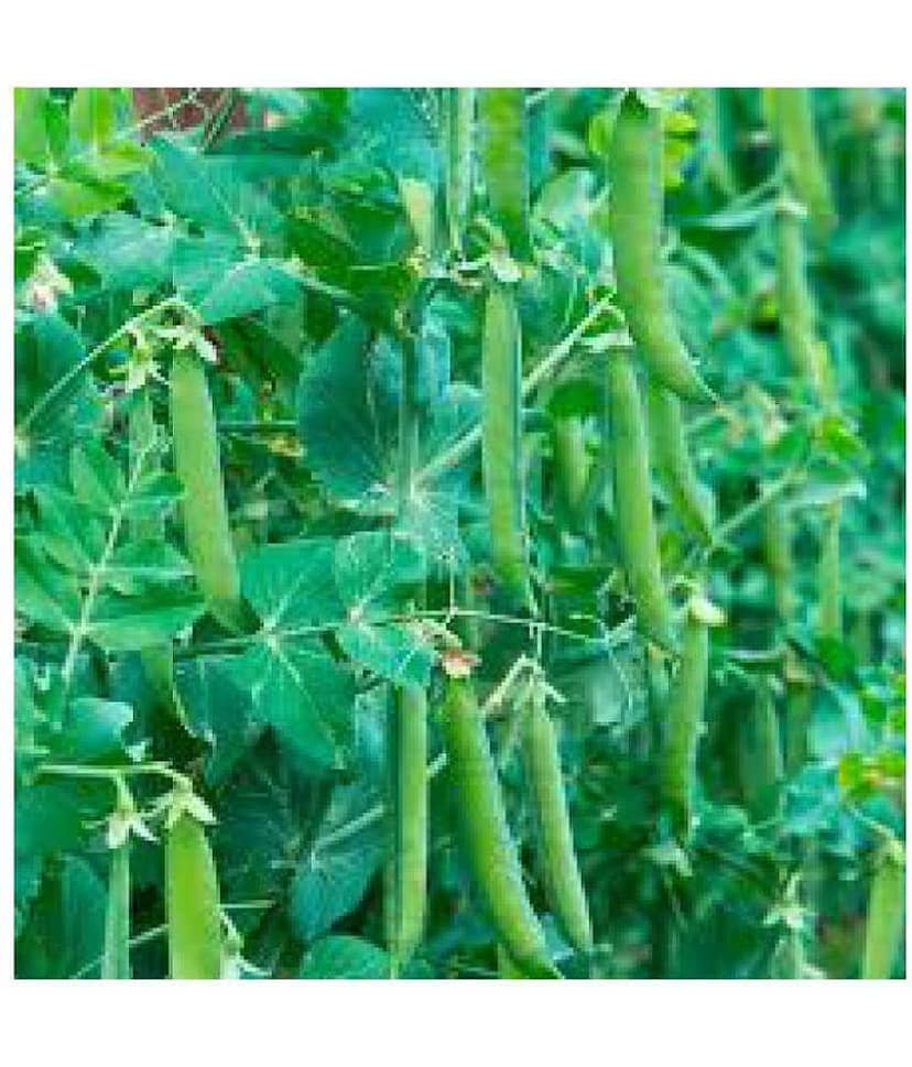 REAL NATURE PEAS (MATAR) SEEDS view 2