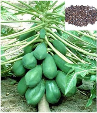 Dwarf Papaya F1 Hybrid Fruit Seeds 50 Seeds