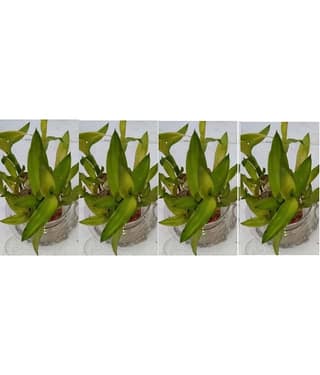 Green plant indoor - Green Wild Artificial Flowers With Pot ( Pack of 4 )