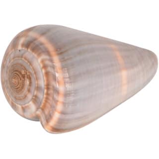KESAR ZEMS Natural Big GREY Shankhu SEASHELL Stone For Art And Crafts/Table Decoration Pooja Ornaments 6 x 3.5 x 3 cm