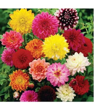 homeagro - Zinnia Mixed Flower ( 20 Seeds )