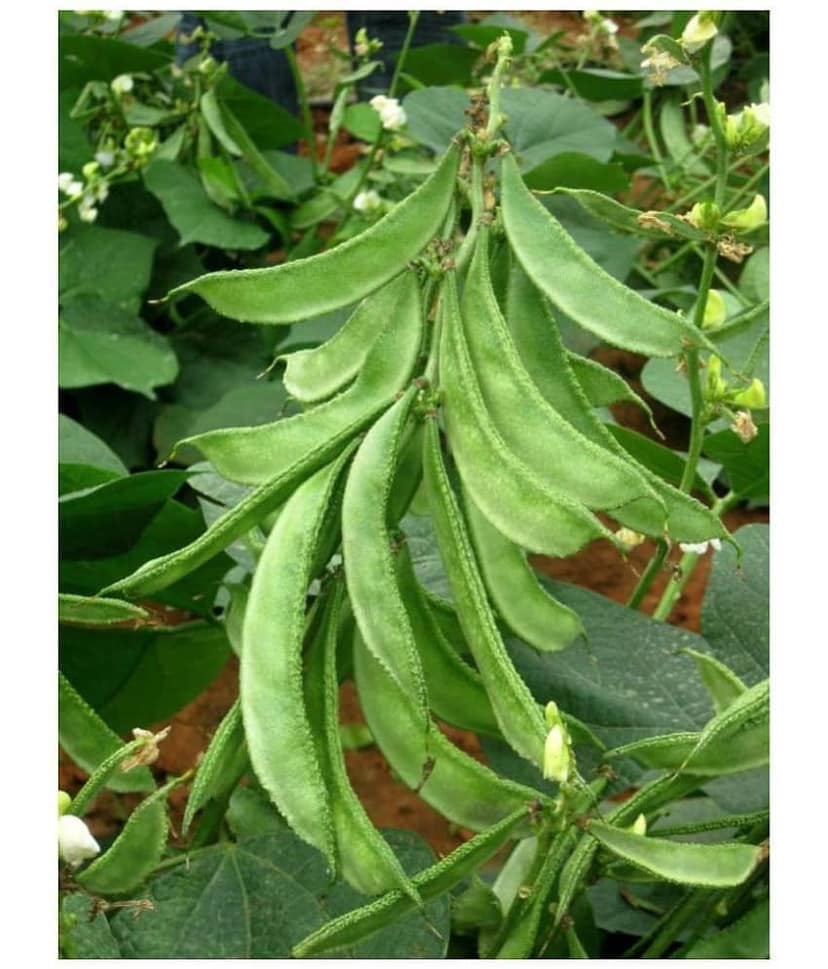 Dolichos Bean Lablab Seeds F1 Hybrid Creeper Vegetables Pack Seeds | Pack of 30 Seeds