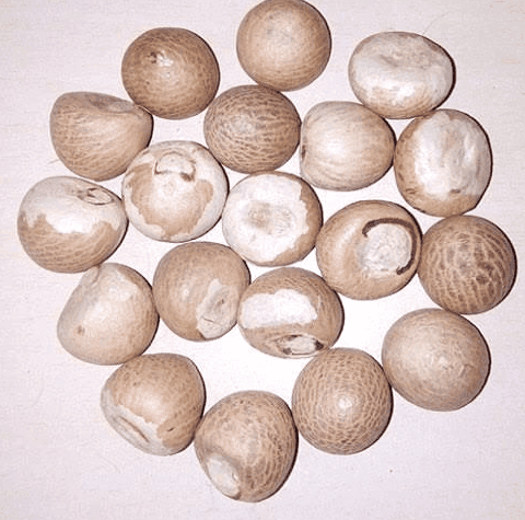 Dry Areca Nut view 3