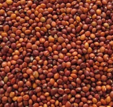 Local Kandul Dal Whole (Pigeon Pea) view 3