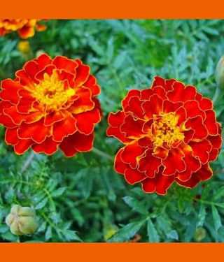 homeagro - Marigold Flower ( 50 Seeds )