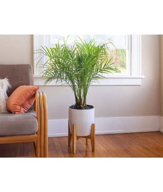 HN organic seed - Areca palm Plant ( 5 Seeds )