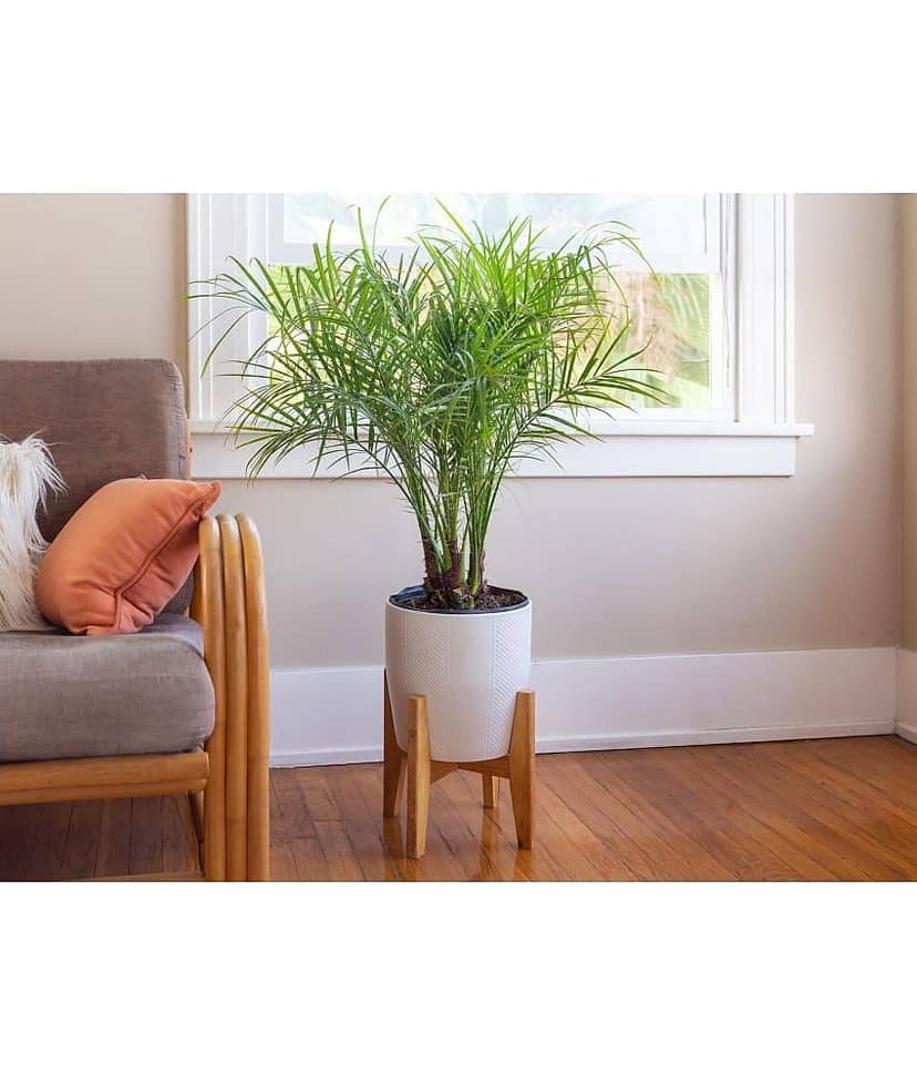 HN organic seed - Areca palm Plant ( 5 Seeds )