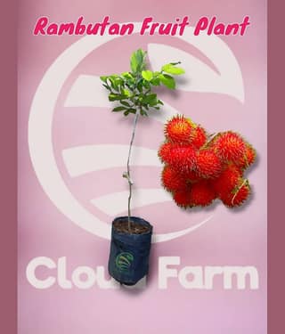 Cloud Farm Outdoor Fruit Plant ( Pack of 1 )