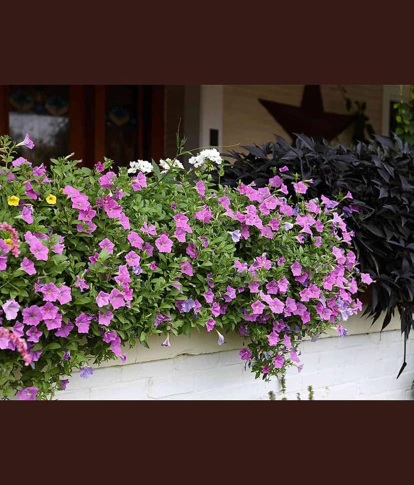 homeagro - Petunia Mixed Flower ( 50 Seeds )