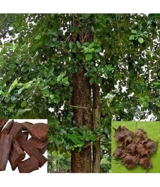 Jignisha Seeds Sandalwood Plant ( 5 Seeds )