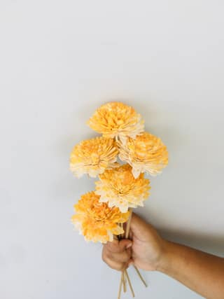 Yellow Ombrey Zinnia Sola Flower (5pcs)