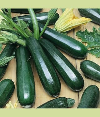homeagro - Zucchini Vegetable ( 10 Seeds )
