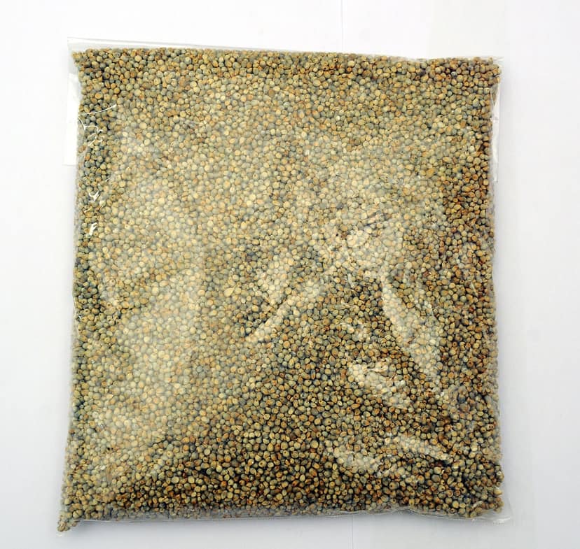 Pearl Millet view 4
