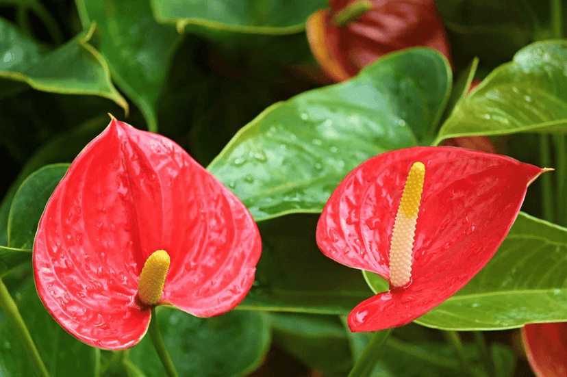 NSC ANTHURIUM RED PLANT view 2