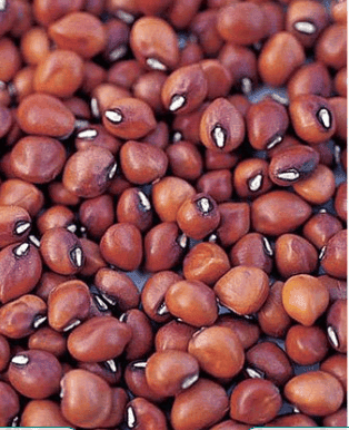 RED LOBIA DAL view 2