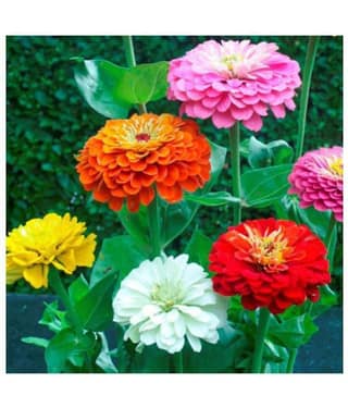 Zinnia Liliput Flowers Premium Exotic Seeds - Pack of 40 Premium Seeds with growing soil