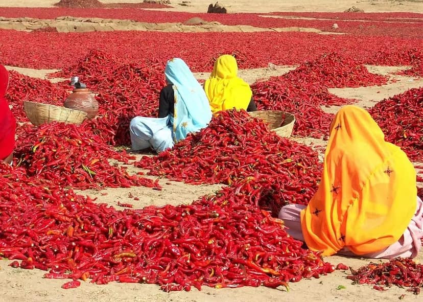 Rural Roots Mathania Mirch - 300g | Mathania Red Chilli Whole & Dry | Sabut Lal Mirch | Lal Mirch Whole Strong Spice | Dry Red Chilli | Whole Dried Red Chilly view 4