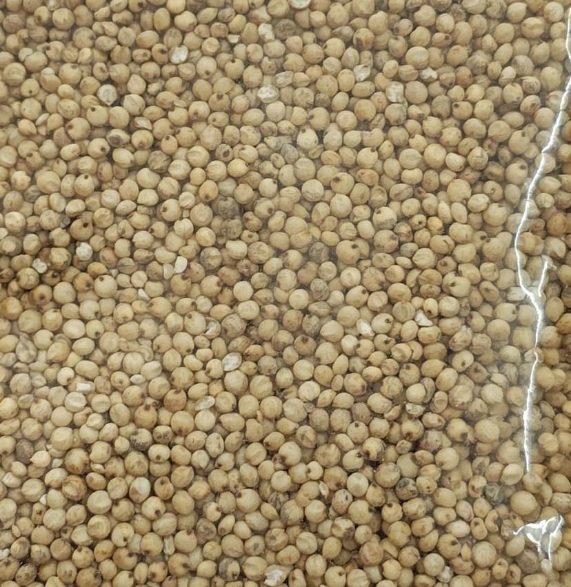 WHITE SORGHUM view 4