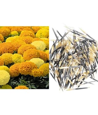 Rare African Marigold Seeds DISCOVERY MIX Marigold 30 seeds