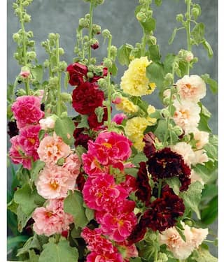 Hollyhock "Summer Carnival Mix" Flower Seeds