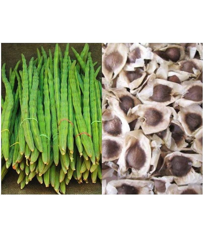 Hybrid Drumstick Murungai Vegetable - 15 seed+ Instruction Manual Inside The Package
