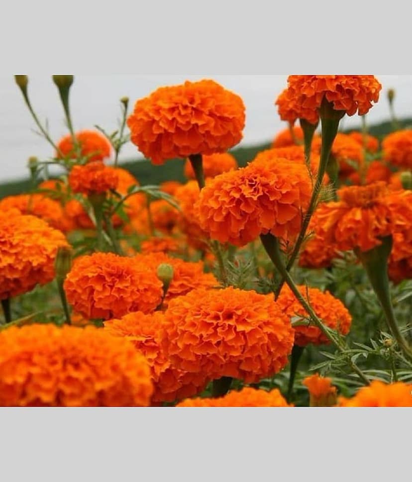 Marigold Orange Color Seeds - 50 Seeds (Genda/ गेंदा के बीज) view 2