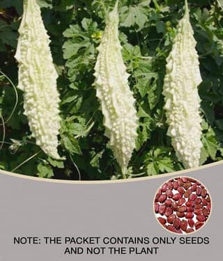 homeagro - Bitter Gourd Vegetable ( 20 Seeds )