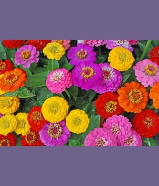 homeagro - Zinnia Mixed Flower ( 20 Seeds )