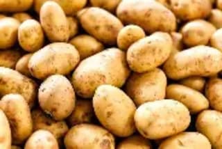Fresh Potatoes - 100 kg - Bulk quantity