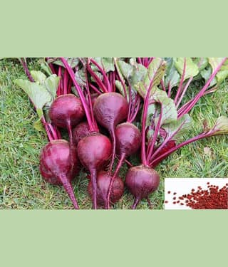 homeagro- Beet Root Vegetable Seeds (Pack of 30)