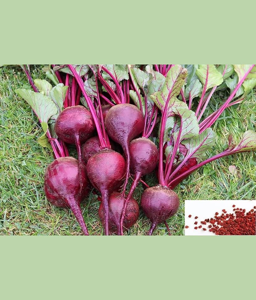 homeagro- Beet Root Vegetable Seeds (Pack of 30)