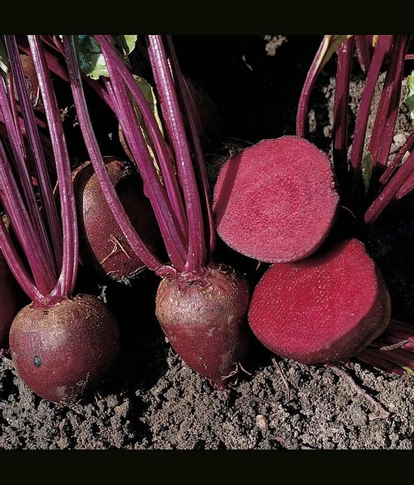 homeagro- Beet Root Vegetable Seeds (Pack of 30) view 2
