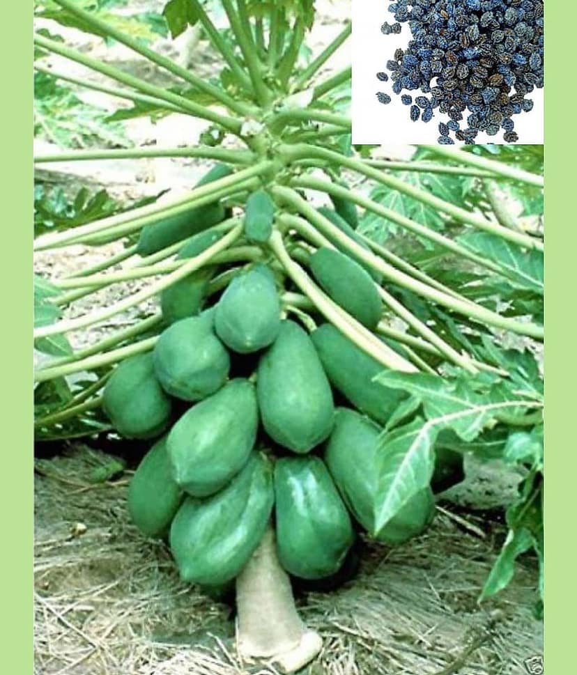 homeagro - Papaya Fruit ( 50 Seeds )