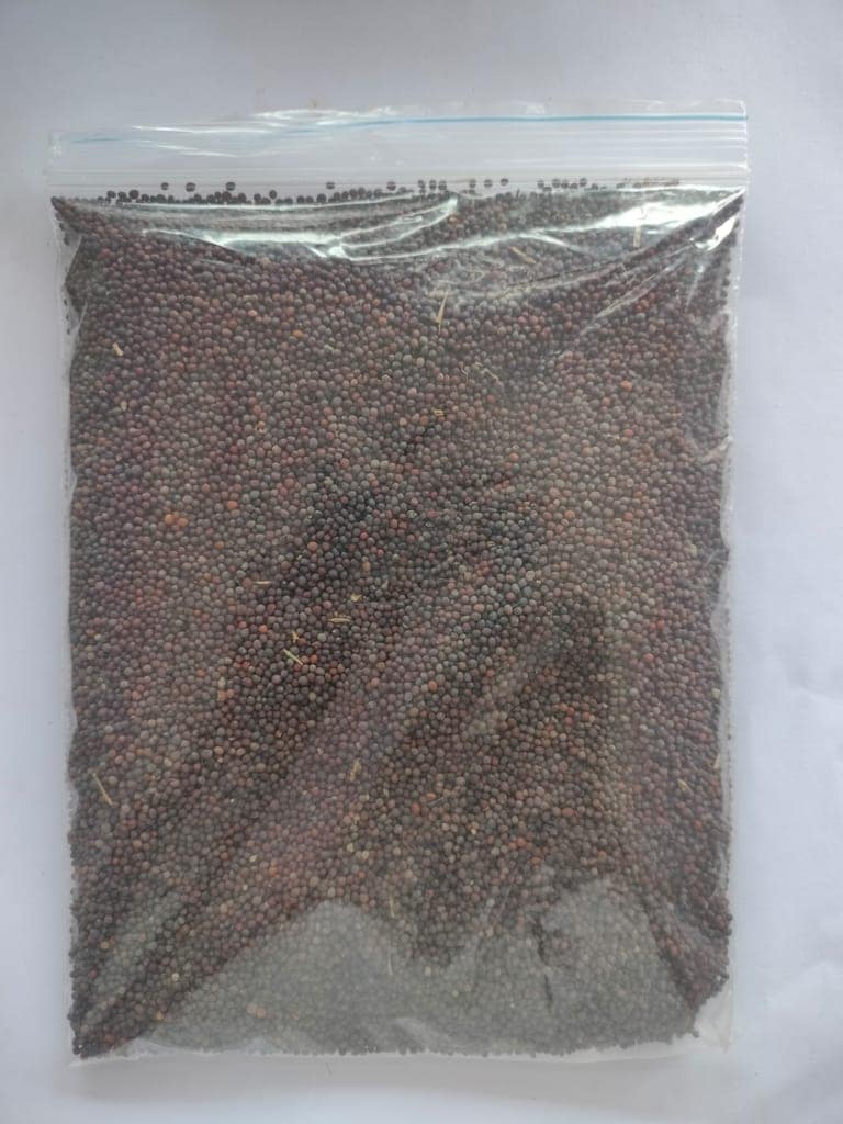 Black Mustard view 3