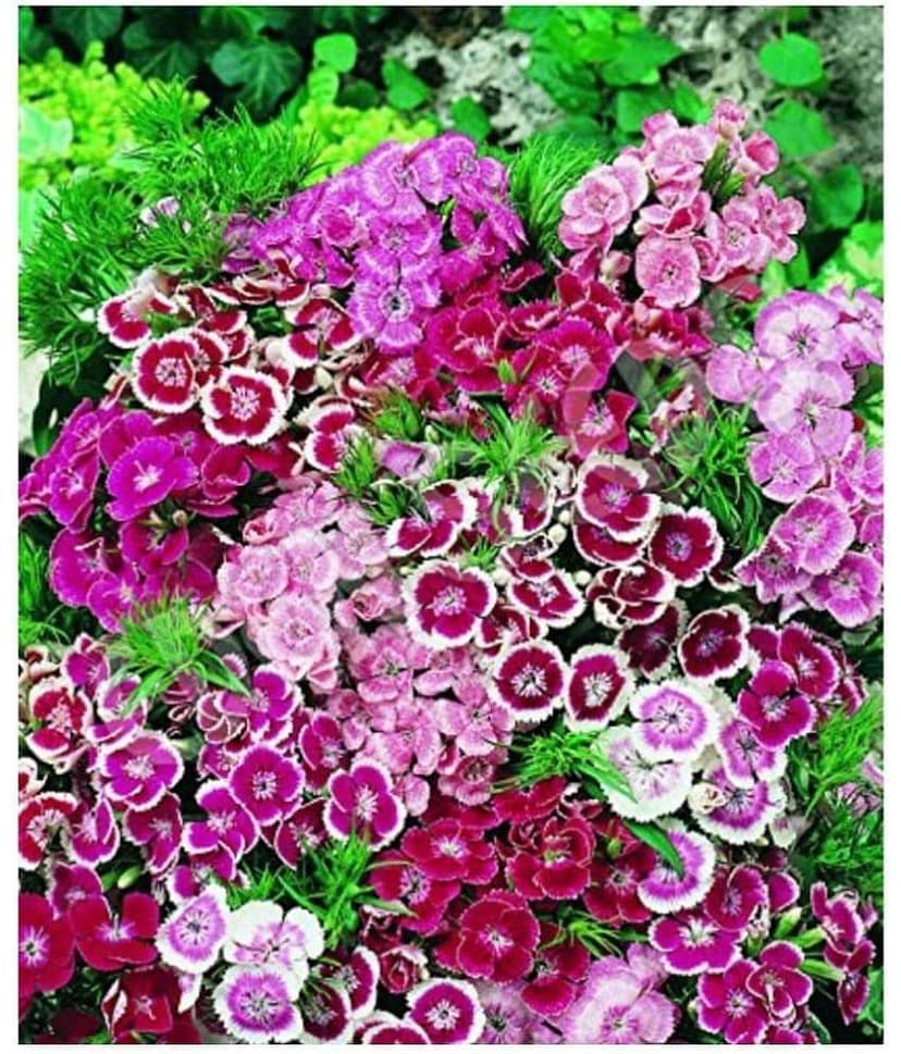 SHOP 360 GARDEN Sweet William Dwarf Mixed Flower Seeds - Pack of 100 Seeds
